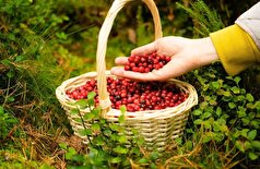 مطالعه ایتالیایی: زغال اخته سلامت استخوان را تقویت می‌کند