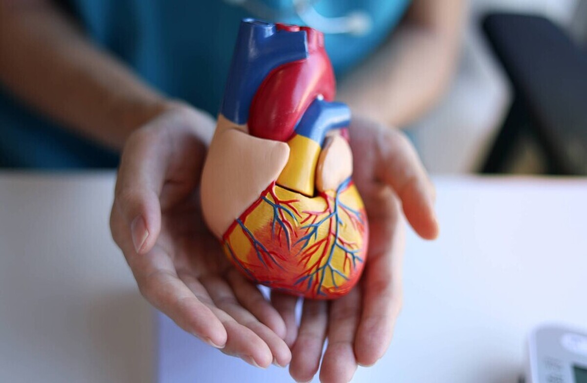 مطالعه: ترکیبات طبیعی هندوانه از سلامت قلب و عروق پشتیبانی می‌کنند