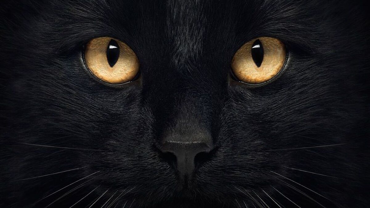 کشفی توسط دانشمندان، درک ما از ریشه‌های گربه‌های خانگی را دگرگون کرده است.