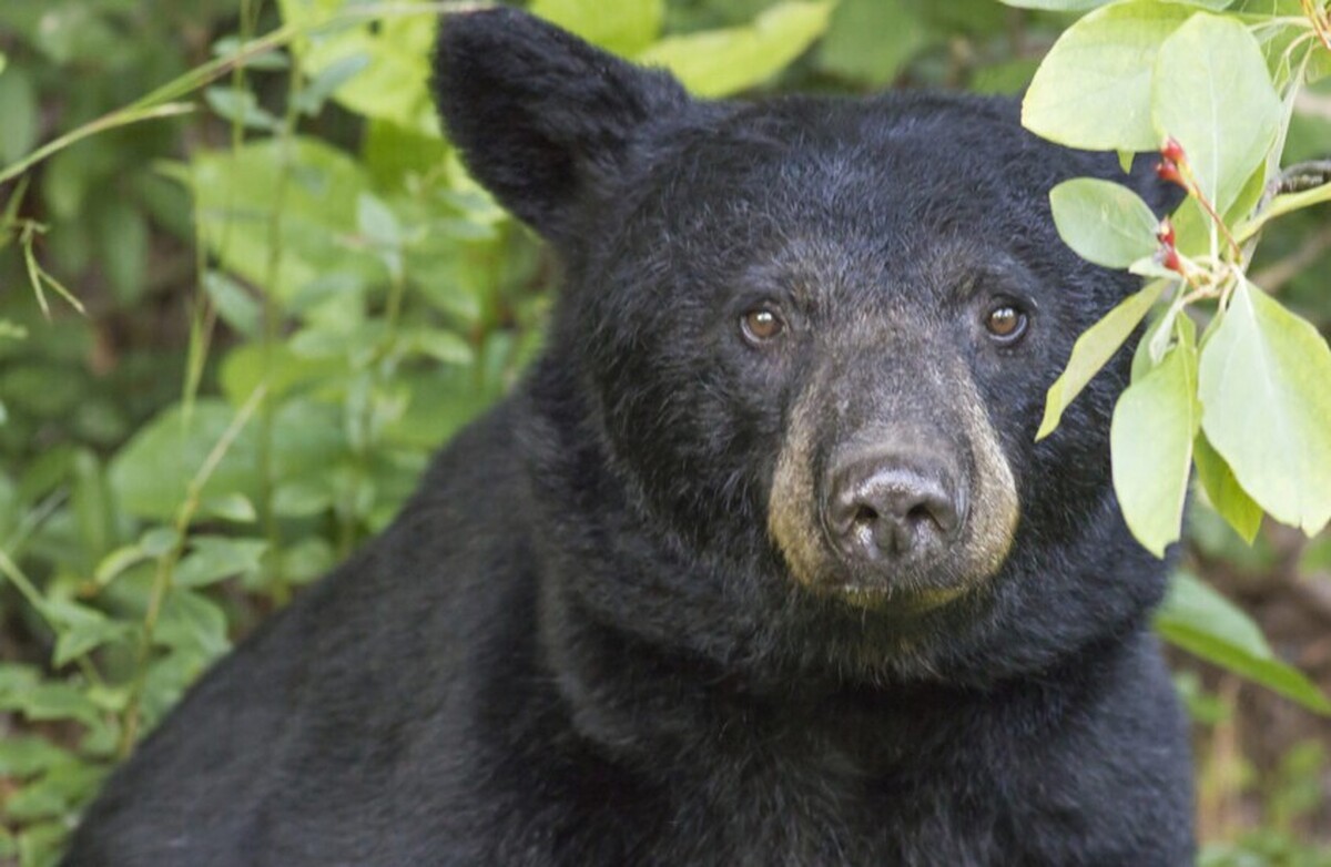 ویدئو| یک خرس سیاه در بازار کریسمس در تنسی آمریکا پرسه می‌زند!
