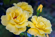 دانشمندان رنگ واقعی اولین گل‌های رز روی زمین را کشف کردند.