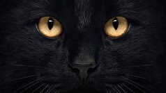 کشفی توسط دانشمندان، درک ما از ریشه‌های گربه‌های خانگی را دگرگون کرده است.