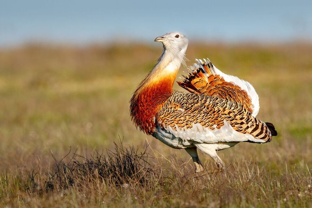 دانشمندان قدیمی‌ترین ظرف مخصوص مراسم تشییع جنازه را در غاری در مراکش کشف کردند.