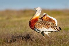 دانشمندان قدیمی‌ترین ظرف مخصوص مراسم تشییع جنازه را در غاری در مراکش کشف کردند.