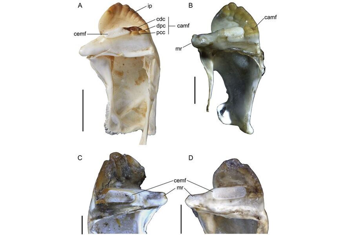 دانشمندان کشف کرده‌اند که خرچنگ‌های غول‌پیکر مرموز در دوران باستان در نیوزیلند زندگی می‌کردند.