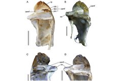 دانشمندان کشف کرده‌اند که خرچنگ‌های غول‌پیکر مرموز در دوران باستان در نیوزیلند زندگی می‌کردند.