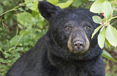 ویدئو| یک خرس سیاه در بازار کریسمس در تنسی آمریکا پرسه می‌زند!