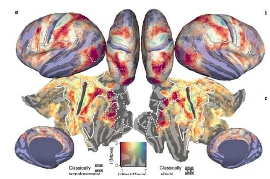 بررسی چگونگی شبیه‌سازی درد در مغز هنگام دیدن فیلم ترسناک