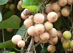 خواص دارویی سپستان! خواصی که معجزه میکنند!