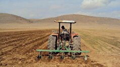 تحقق ۸۴ درصدی کشت زراعی در قزوین