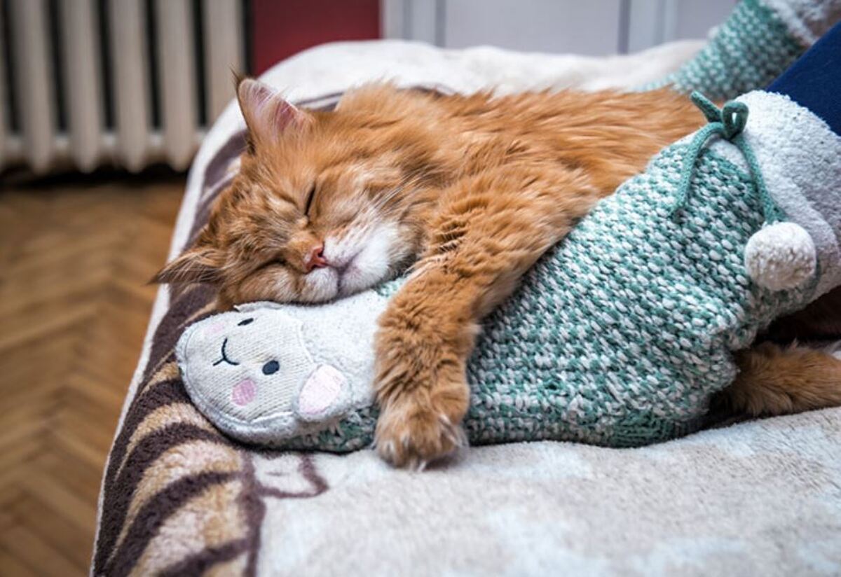 چرا گربه شما روی پای شما یا کنار سرتان می‌خوابد؟