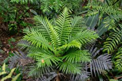 کشف نوعی سرخس برای تبدیل فلزات کمیاب به مواد معدنی!