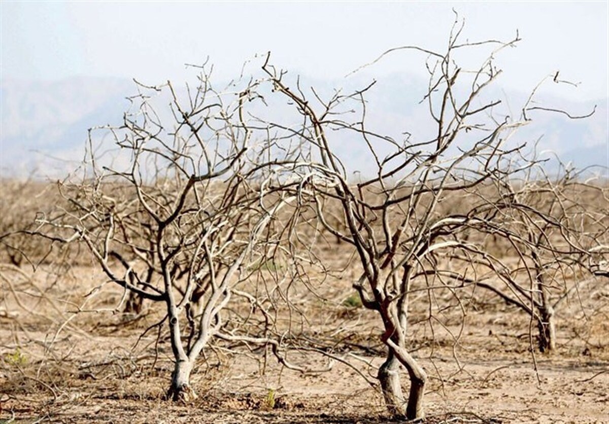 باغات شهرستان‌های سامان و بن در معرض خشکی شدید