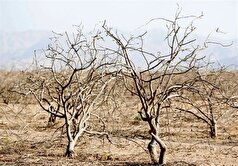 باغات شهرستان‌های سامان و بن در معرض خشکی شدید