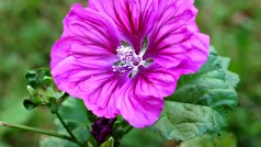 گل پنیرک چیست؟ چه خواص دارد؟