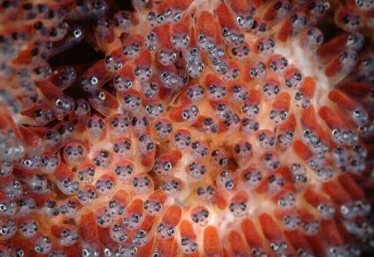 ارزیابی ظاهری تخم‌ چشم زده ماهی قزل آلا وارداتی از اسپانیا