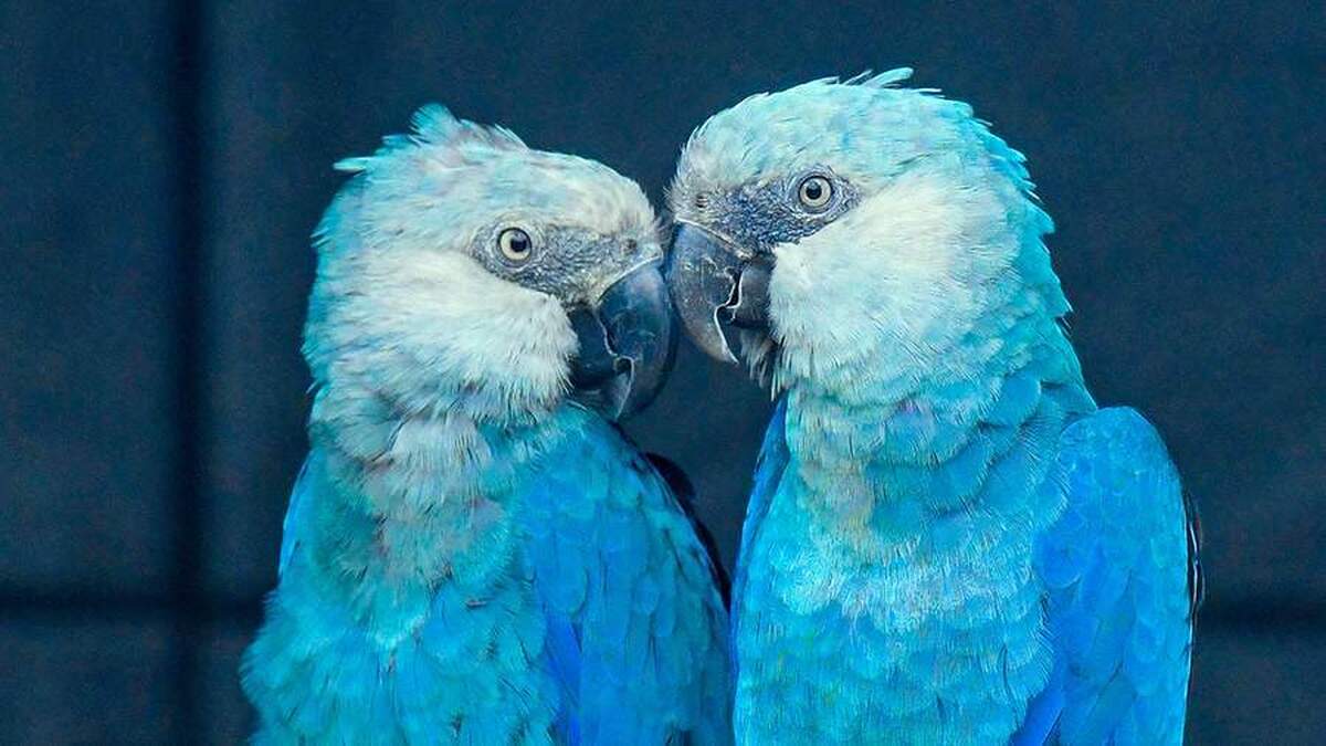 یک ویروس کشنده آخرین گونه‌های کمیاب ماکائو آبی در برزیل را مورد حمله قرار داده است.