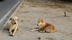 بلاتکلیفی در مدیریت سگ‌های ولگرد در محوطه دانشگاه اصفهان