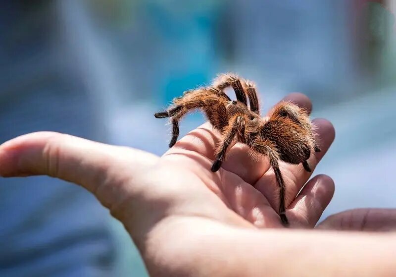 چه چیزی باعث محبوبیت رتیلهای پشم صورتی به عنوان پت خانگی میشود؟ چه چیزی باعث محبوبیت رتیلهای پشم صورتی به عنوان پت خانگی میشود؟