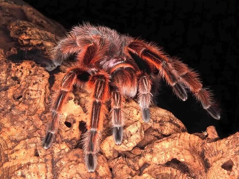 چه چیزی باعث محبوبیت رتیلهای پشم صورتی به عنوان پت خانگی میشود؟ چه چیزی باعث محبوبیت رتیلهای پشم صورتی به عنوان پت خانگی میشود؟