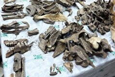 استخوان‌های حیوانات به دانشمندان کمک کرده‌اند تا راز کوه‌های اورال قرون وسطایی را حل کنند.