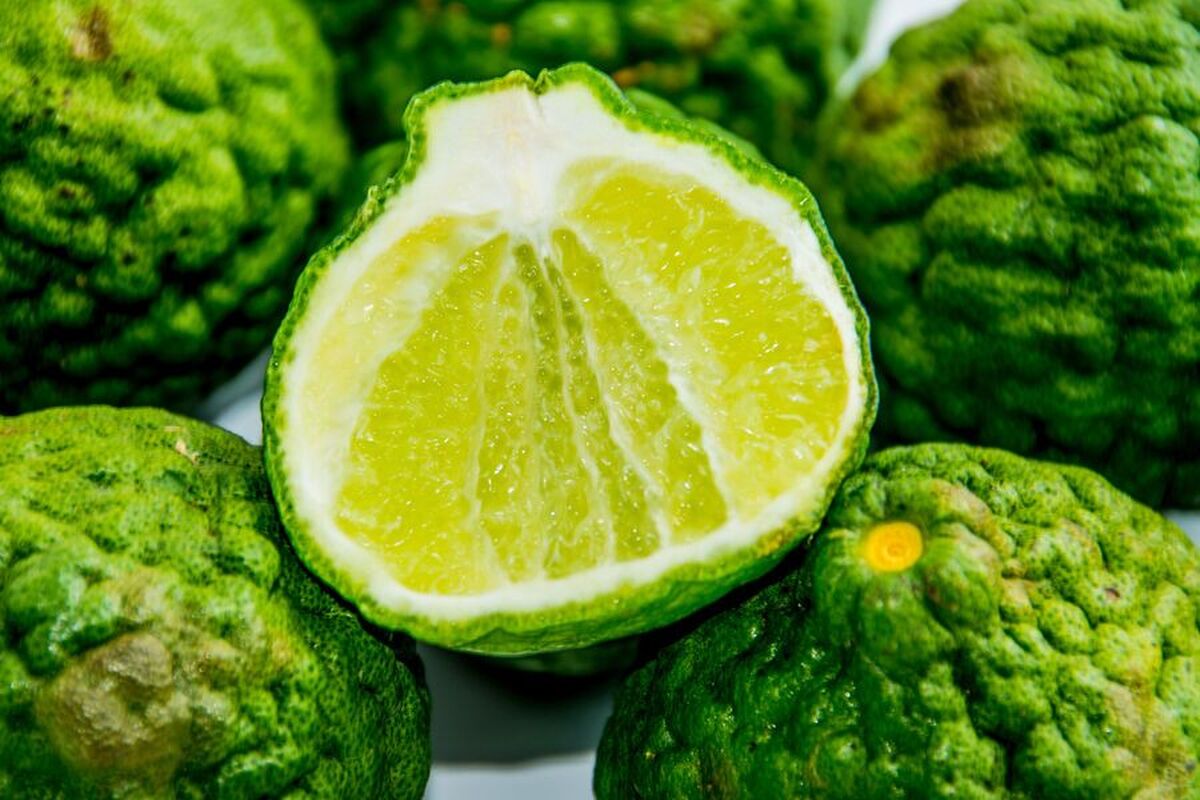 دانشمندان کشف کرده‌اند که ترنج می‌تواند از بیماری کبد چرب جلوگیری کند.