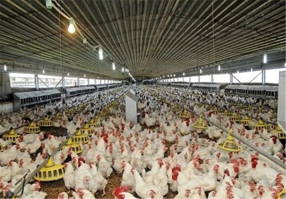 تصویب ۱۳طرح پرورش مرغ گوشتی در سیستان و بلوچستان