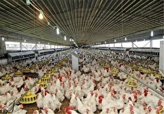 تصویب ۱۳طرح پرورش مرغ گوشتی در سیستان و بلوچستان