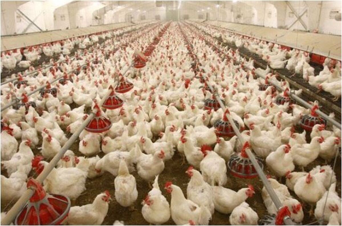 بالا رفتن قیمت مرغ تا چه حد امکان پذیر است؟