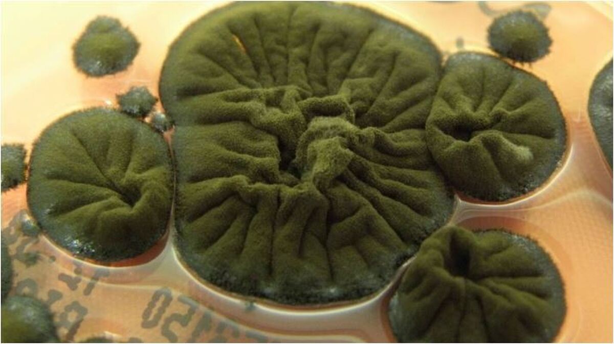 حتی تشعشعات هسته‌ای هم این قارچ را از بین نمی‌برد!