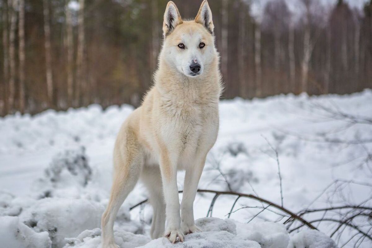 دانشمندان DNA گرگ را در بیشتر نژاد‌های سگ کشف کرده‌اند.