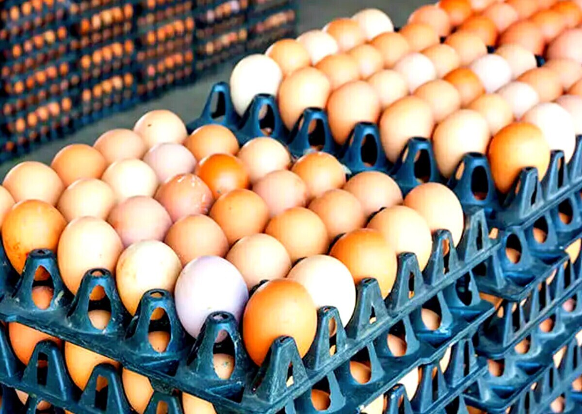 افزایش ۳ درصدی صادرات تخم مرغ خوراکی از این استان