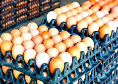 افزایش ۳ درصدی صادرات تخم مرغ خوراکی از این استان