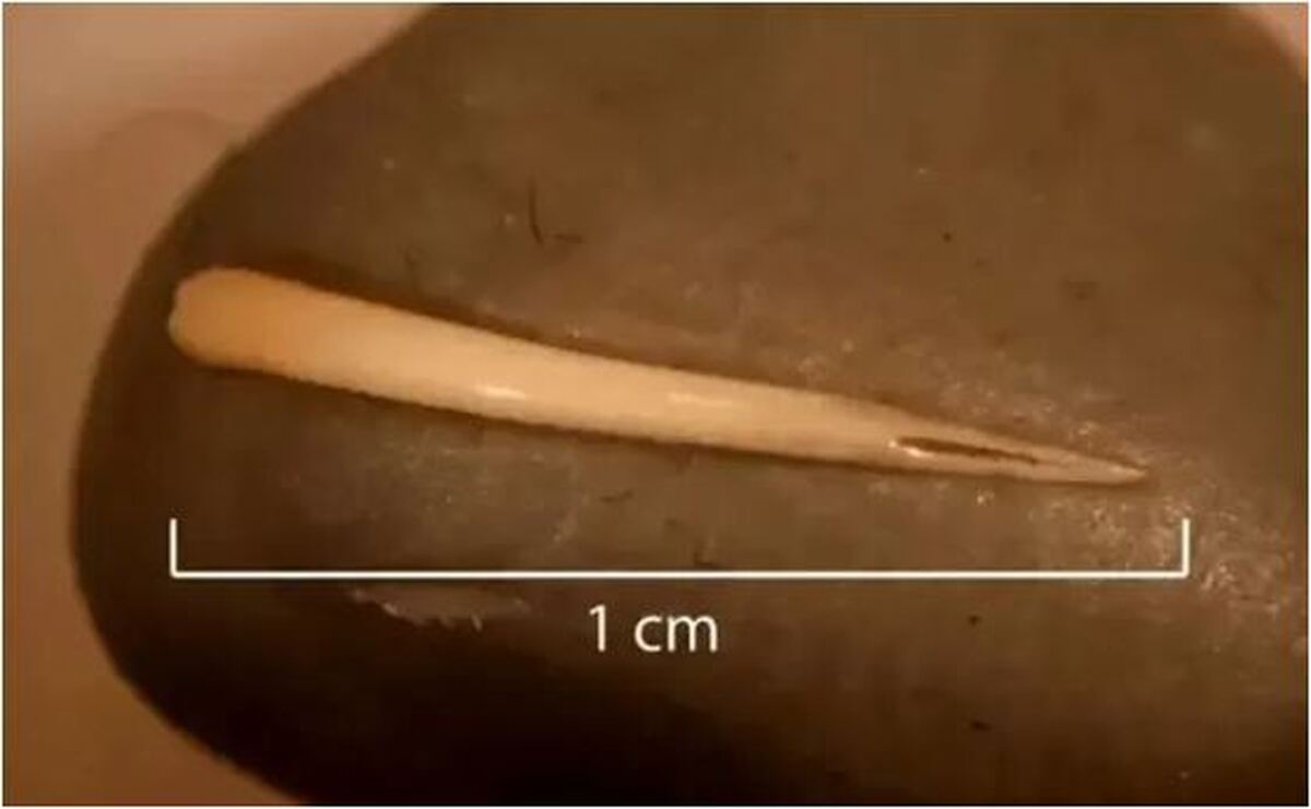 بقایای یک مار سمی کامل در مدفوع فسیل شده باستانی کشف شد!