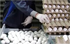 قیمت جدید شانه ۳۰ عددی تخم‌مرغ اعلام شد