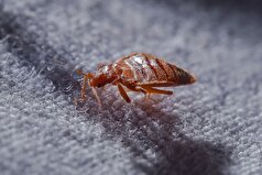 در مالزی، ساس‌ها برای کار به عنوان بازرسان پزشکی قانونی آموزش دیده‌اند.