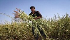 پیش‌بینی تولید بیش از ۴۶۰۰ تن کنجد از مزارع شهرستان دلگان