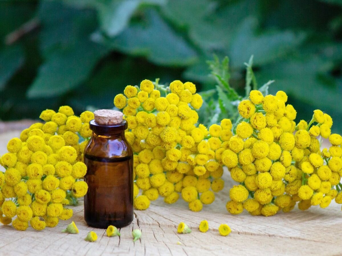 دانشمندان گیاهی را شناسایی کرده‌اند که می‌تواند روند پیری را کند کند.