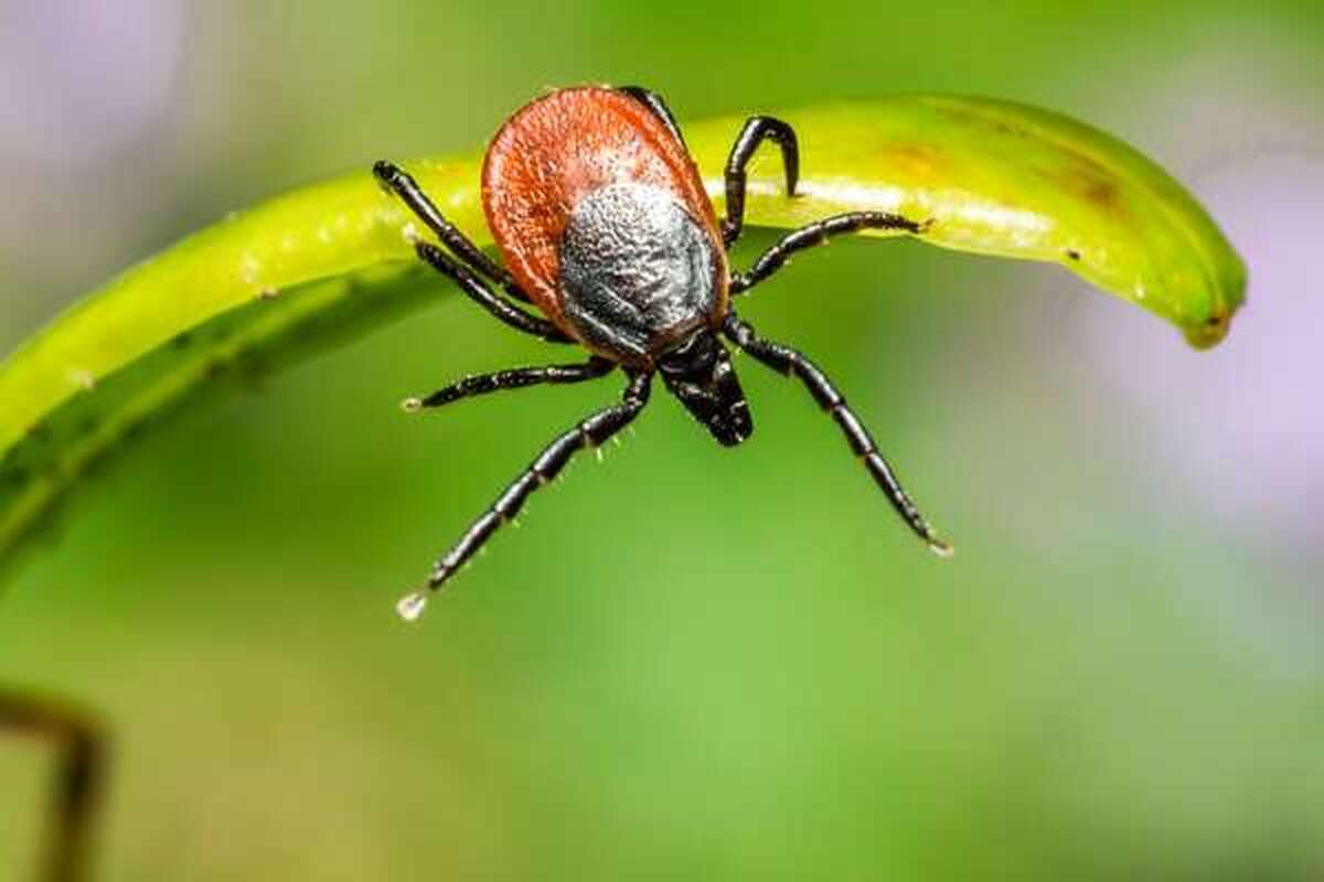 یک دانشمند این افسانه را که کنه‌ها روی درختان زندگی می‌کنند، رد کرد.