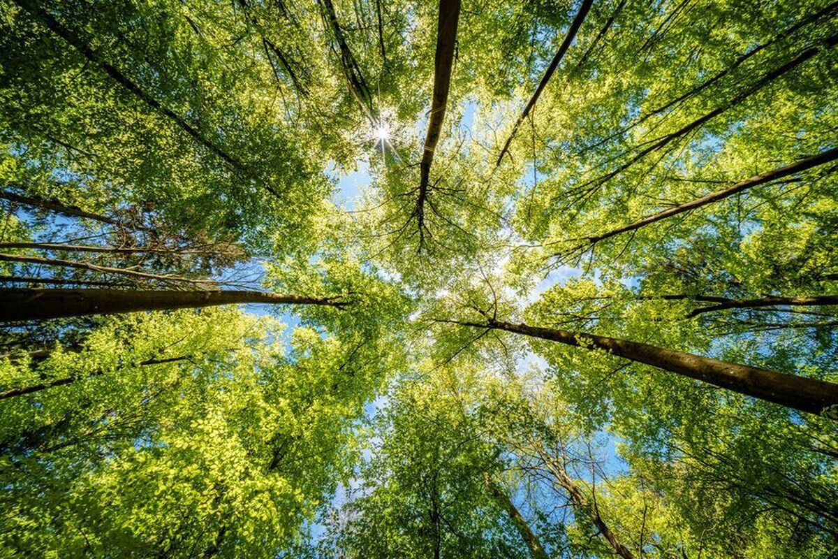 مشخص شده است که چگونه محل زندگی بر خطر چاقی تأثیر می‌گذارد.