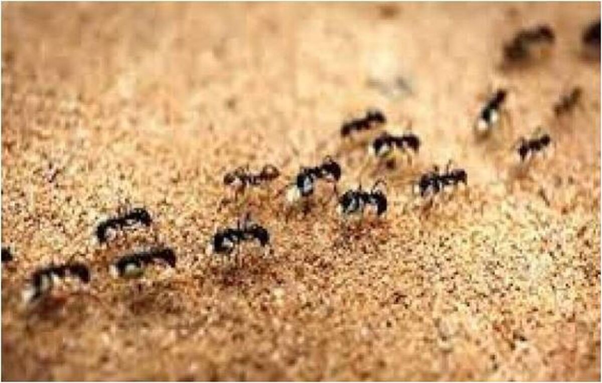 مورچه‌های جوان چطور هنگام مریضی درخواست مرگ می‌کنند؟