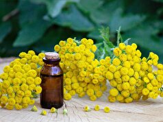 دانشمندان گیاهی را شناسایی کرده‌اند که می‌تواند روند پیری را کند کند.