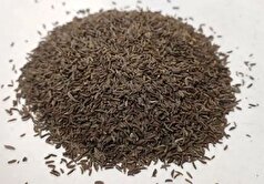 با اصلی‌ترین خواص زیره سیاه آشنا شوید