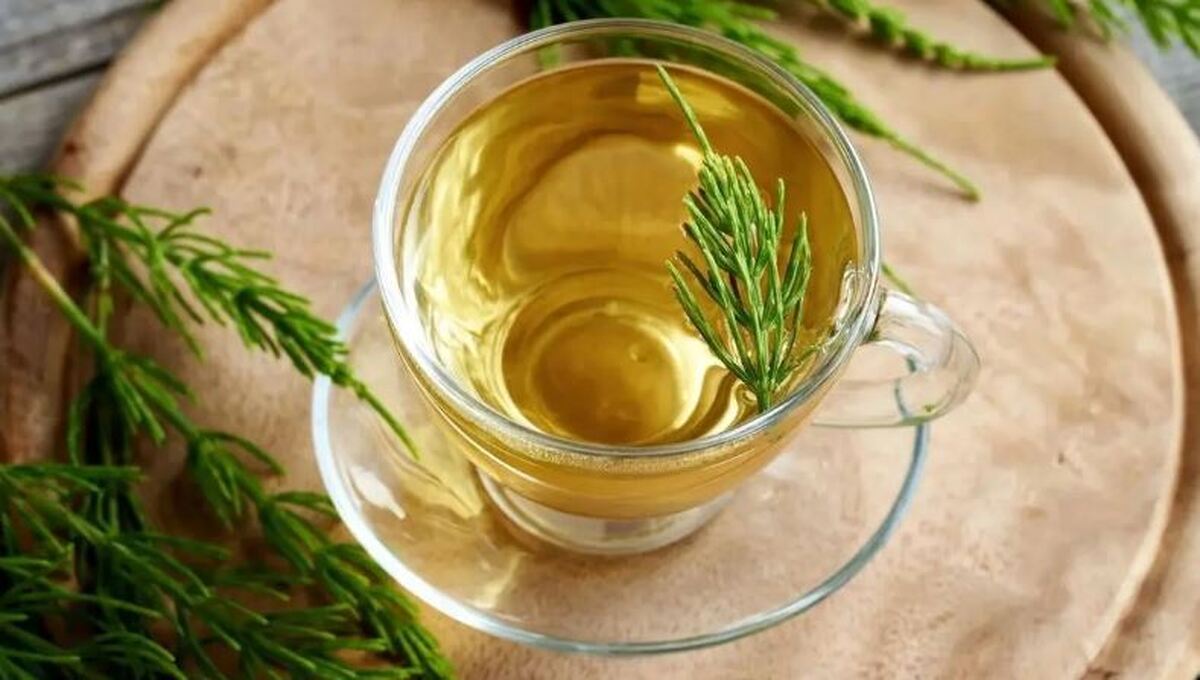 گیاه دم اسبی، و ۷ خاصیت درمانی/از تقویت استخوان‌ها تا بهبود سلامت تنفسی و..