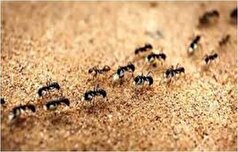 مورچه‌های جوان چطور هنگام مریضی درخواست مرگ می‌کنند؟