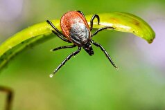 یک دانشمند این افسانه را که کنه‌ها روی درختان زندگی می‌کنند، رد کرد.