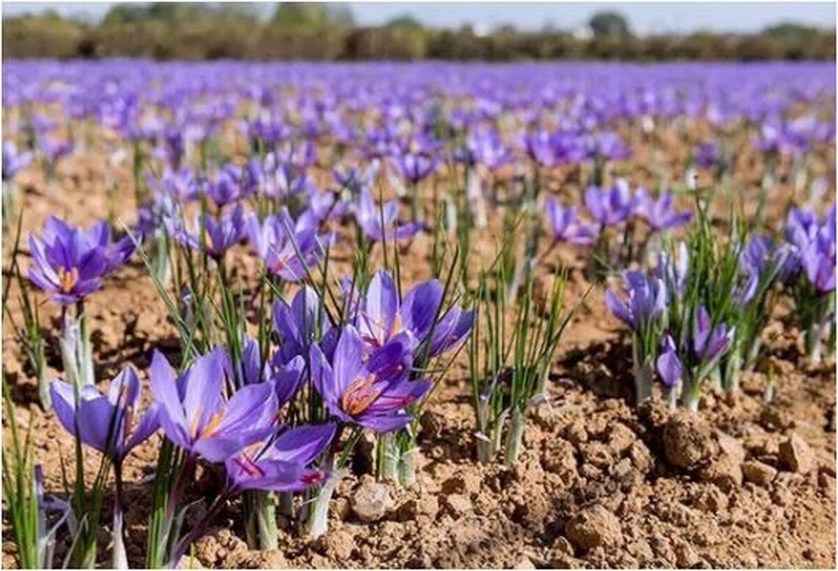 برداشت و جمع آوری ۳۲۰ کیلوگرم گل زعفران از مزارع این شهرستان