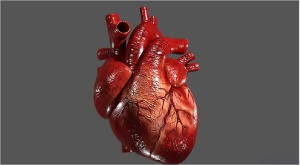 رژیم غذایی مخصوص قلب برای جلوگیری از پیری این عضو مهم