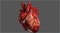 رژیم غذایی مخصوص قلب برای جلوگیری از پیری این عضو مهم