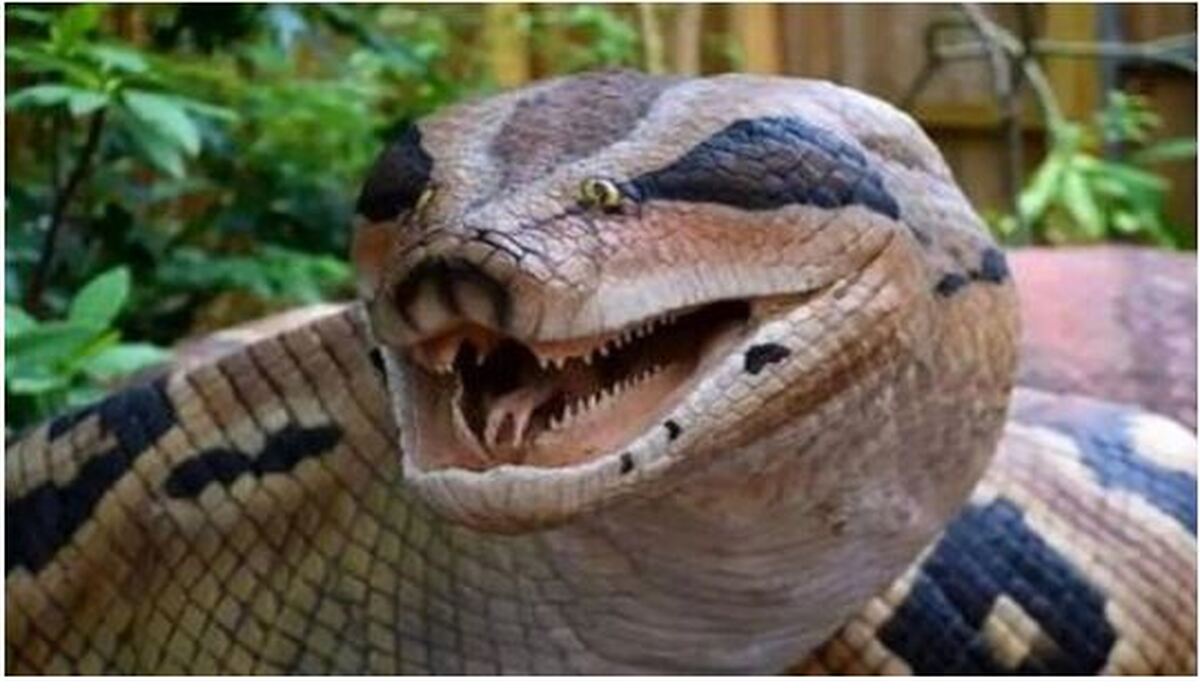 بزرگترین و غول پیکر‌ترین مار جهان هنگام فیلم برداری ظاهر شد